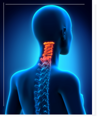 cervical spine anatomy